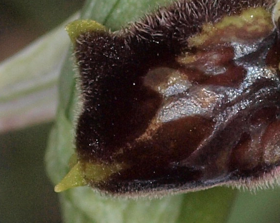 ophrys mateolana  (= Ophrys exaltata subsp. exaltata)